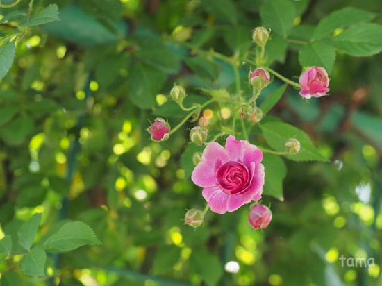 ピンク♪　ローズフェスティバル　花菜（かな）ガーデン