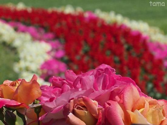 バラ園・薔薇の轍♪　ローズフェスティバル　花菜（かな）ガーデン