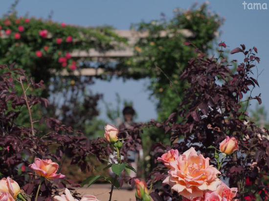 バラ園・薔薇の轍♪　ローズフェスティバル　花菜（かな）ガーデン