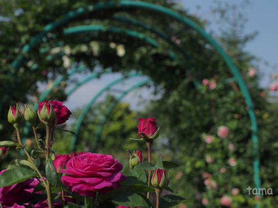 バラ園・薔薇の轍♪　ローズフェスティバル　花菜（かな）ガーデン