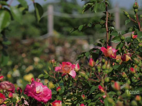 バラ園・薔薇の轍♪　ローズフェスティバル　花菜（かな）ガーデン