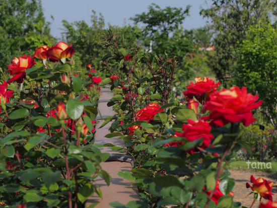 バラ園・薔薇の轍♪　ローズフェスティバル　花菜（かな）ガーデン
