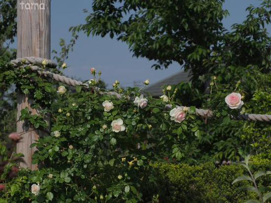 バラ園・薔薇の轍♪　ローズフェスティバル　花菜（かな）ガーデン