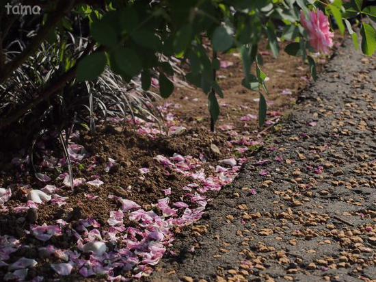バラ園・薔薇の轍♪　ローズフェスティバル　花菜（かな）ガーデン