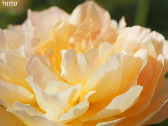 色とりどり♪　ローズフェスティバル　花菜（かな）ガーデン