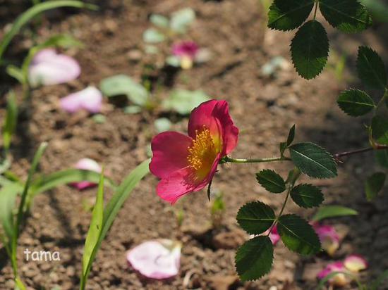 色とりどり♪　ローズフェスティバル　花菜（かな）ガーデン