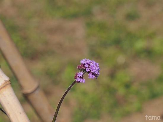 小花色々　花菜（かな）ガーデン