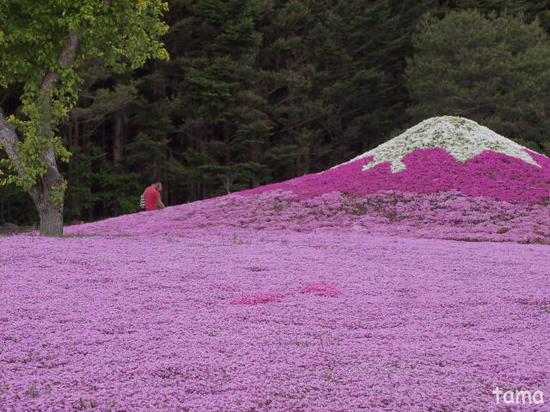 ピンク尽くし　富士芝桜まつり♪　NO　1