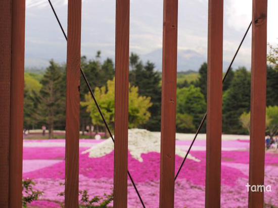 ピンク尽くし　富士芝桜まつり♪　NO　1
