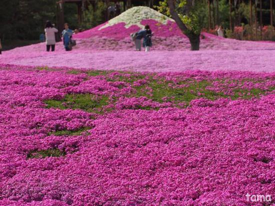 ピンク尽くし　富士芝桜まつり♪　NO　1