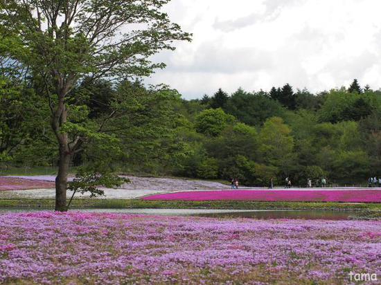 ピンク尽くし　富士芝桜まつり♪　NO　1
