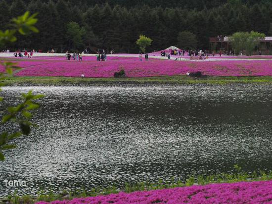 ピンク尽くし　富士芝桜まつり♪　NO　1