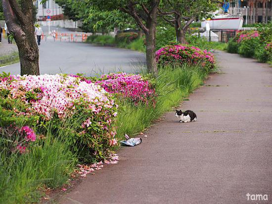 港の猫ちゃん　NO1　熱海港　