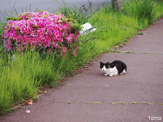 港の猫ちゃん　NO1　熱海港　