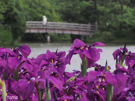 花菖蒲が見頃♪　横浜三渓園