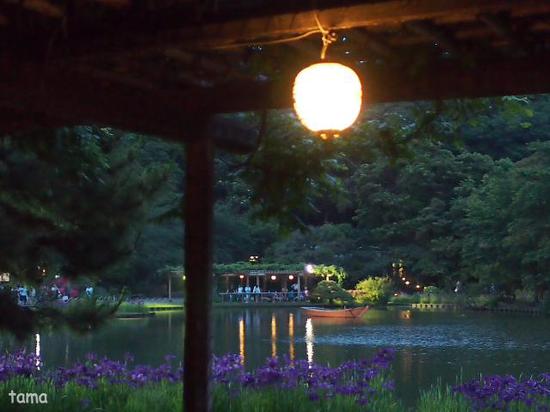 花菖蒲が見頃♪　横浜三渓園