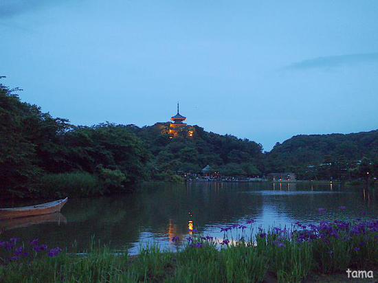 花菖蒲が見頃♪　横浜三渓園