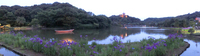 花菖蒲が見頃♪　横浜三渓園