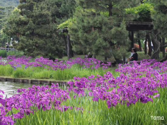 花菖蒲が見頃♪　横浜三渓園