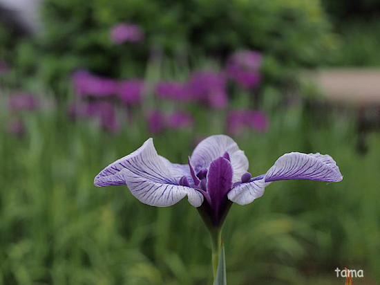 花菖蒲が見頃♪　横浜三渓園