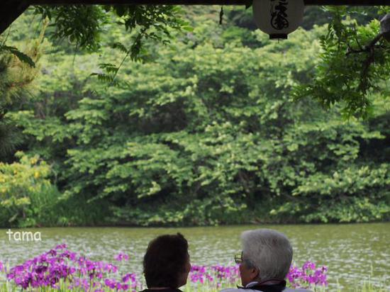 花菖蒲が見頃♪　横浜三渓園