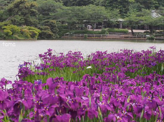 花菖蒲が見頃♪　横浜三渓園