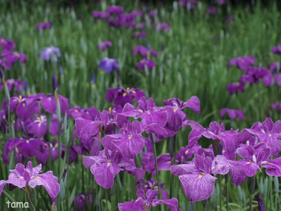 花菖蒲が見頃♪　横浜三渓園