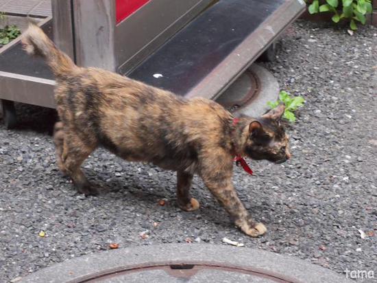 猫と赤　横浜中華街