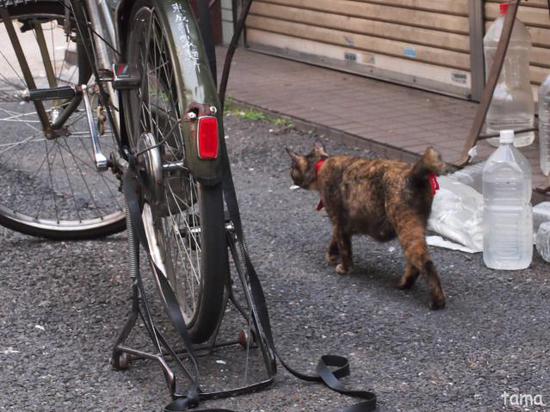 猫と赤　横浜中華街