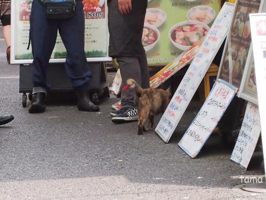 猫と赤　横浜中華街