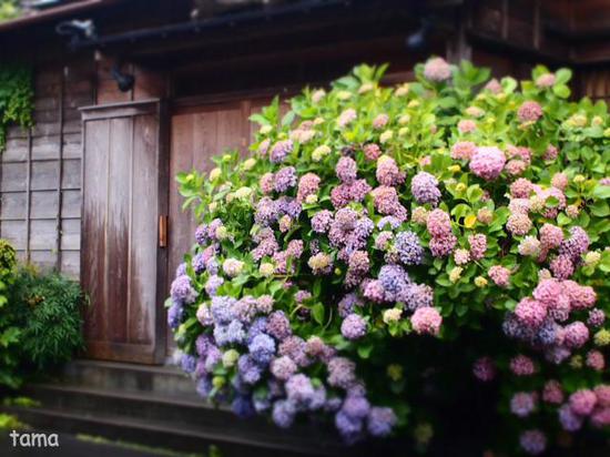 雨の鎌倉　通りで出逢った紫陽花（６枚）