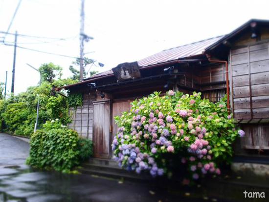 雨の鎌倉　通りで出逢った紫陽花（６枚）
