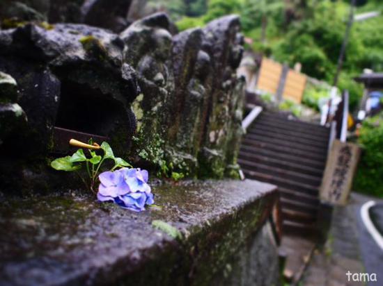 雨の鎌倉　通りで出逢った紫陽花（６枚）