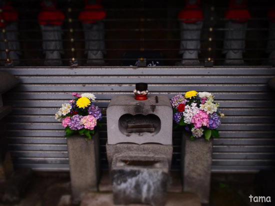 雨の鎌倉　通りで出逢った紫陽花（６枚）
