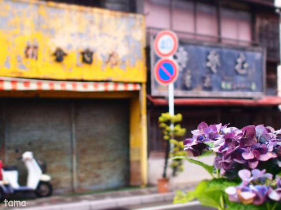 雨の鎌倉　通りで出逢った紫陽花（６枚）