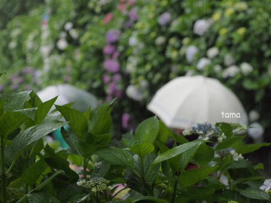雨の鎌倉ＮＯ３　成就院　紫陽花フォトなど（１１枚）