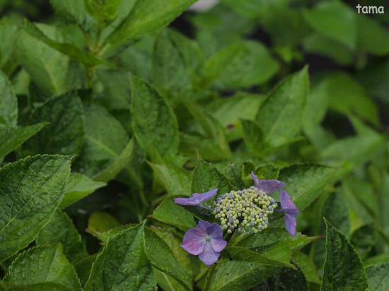雨の鎌倉ＮＯ３　成就院　紫陽花フォトなど（１１枚）