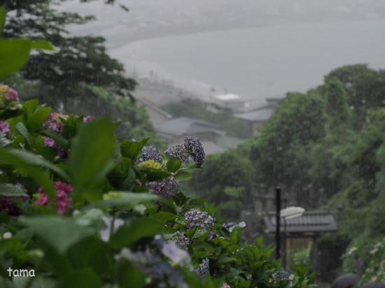 雨の鎌倉ＮＯ３　成就院　紫陽花フォトなど（１１枚）