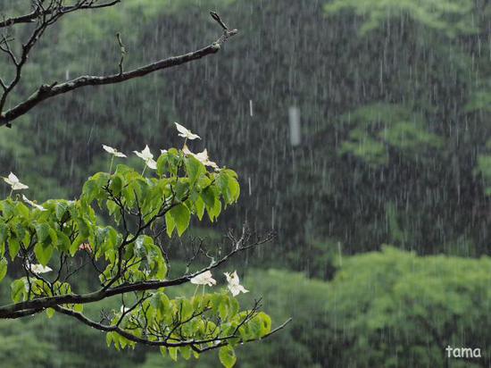 雨の鎌倉ＮＯ３　成就院　紫陽花フォトなど（１１枚）