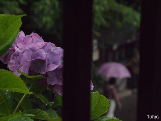 雨の鎌倉ＮＯ３　成就院　紫陽花フォトなど（１１枚）