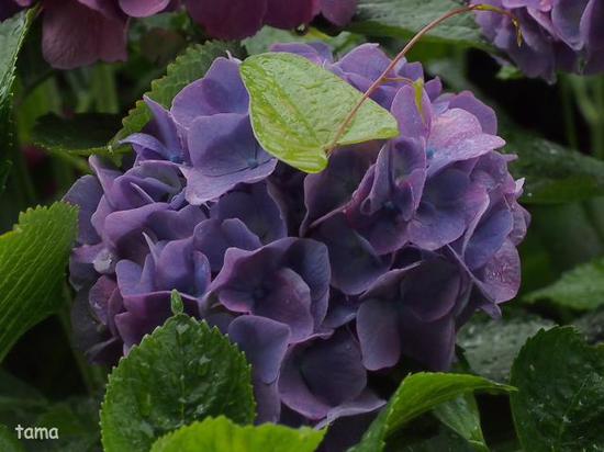 雨の鎌倉ＮＯ３　成就院　紫陽花フォトなど（１１枚）