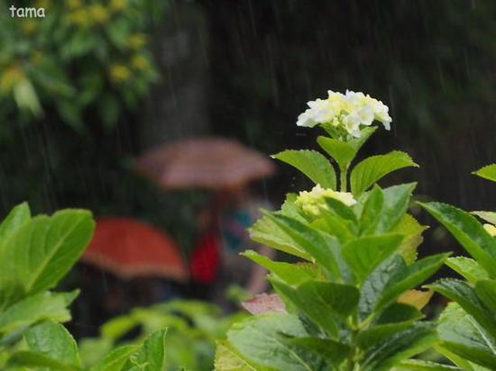 雨の鎌倉ＮＯ３　成就院　紫陽花フォトなど（１１枚）