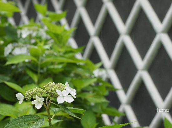雨の鎌倉ＮＯ３　成就院　紫陽花フォトなど（１１枚）