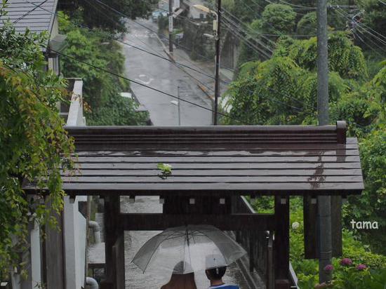雨の鎌倉ＮＯ３　成就院　紫陽花フォトなど（１１枚）