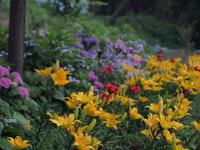 ユリと紫陽花（１０枚）　海岸近くの公園 2014/06/20 12:29:16