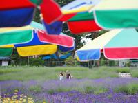 ラベンダー畑でつかまえて♪　（１０枚）　河口湖 八木崎公園 2014/07/06 16:46:16