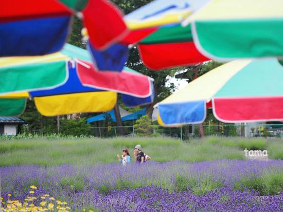 ラベンダー畑でつかまえて♪　（１０枚）　河口湖 八木崎公園