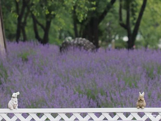 ラベンダー畑でつかまえて♪　（１０枚）　河口湖 八木崎公園