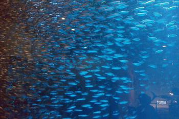 幻想♪　イワシのトルネード　動画　名古屋港水族館