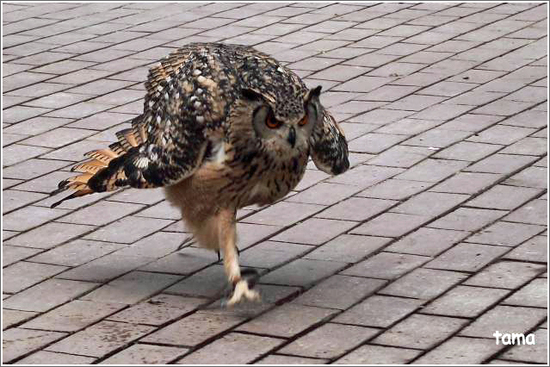 てぇへんだ　てぇへんだ～　愛嬌あり過ぎ！！フクロウ練習風景